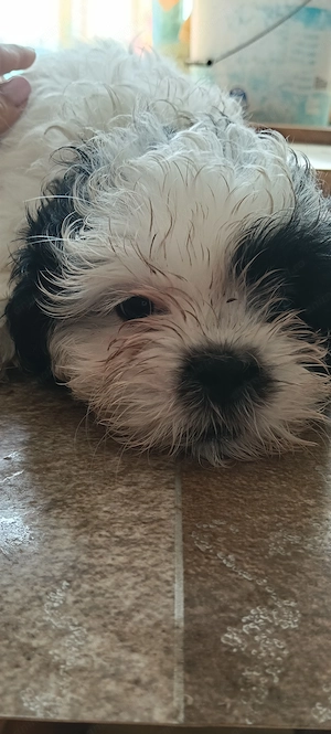 Fetiță shihtzu adorabilă  - imagine 3