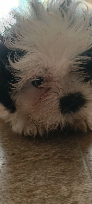Fetiță shihtzu adorabilă  - imagine 2