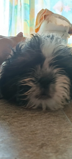 Fetiță shihtzu adorabilă  - imagine 3