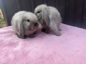 vand pui de iepure pitic holland lop  - imagine 5