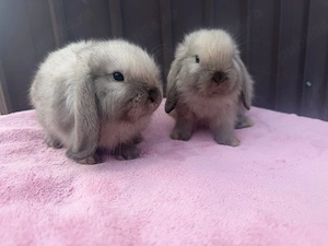 vand pui de iepure pitic holland lop  - imagine 4