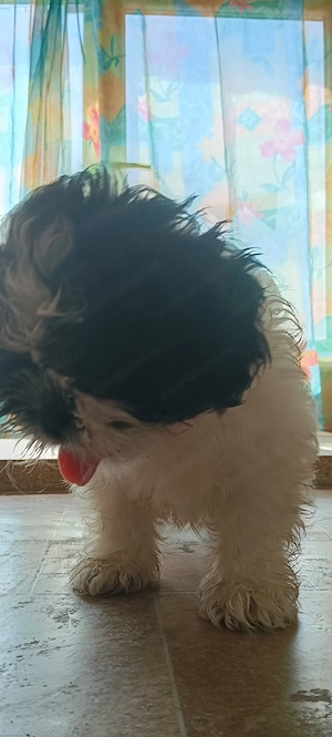 Fetiță shihtzu adorabilă 