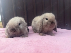 vand pui de iepure pitic holland lop 