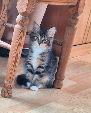 Maine Coon