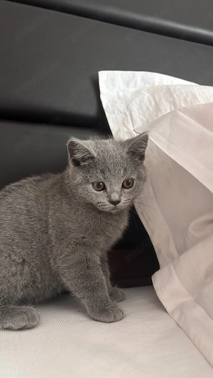 Pisici british shorthair