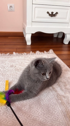 Pisici british shorthair - imagine 2