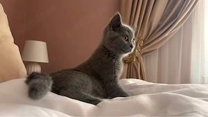 Pisici british shorthair - imagine 3