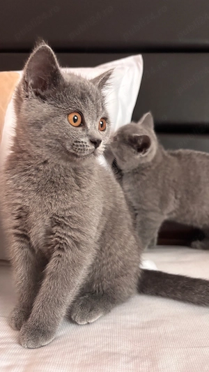 Pisici british shorthair  - imagine 2