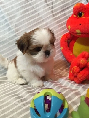 Shih Tzu puiuti  - imagine 3
