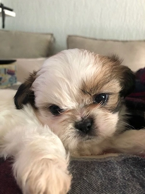 Shih Tzu puiuti  - imagine 3