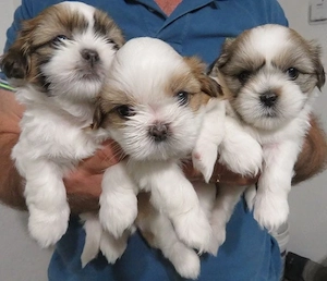 Shih Tzu puiuti  - imagine 2