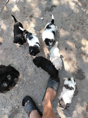 Bichon havanez