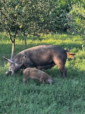 Porci si purcei (Durok pietrar ) - imagine 3