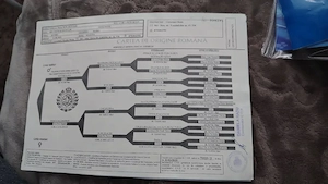 Vând brac german  cu pedigree 