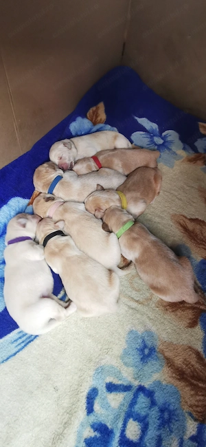 Puiuți de Golden Retriever  - imagine 2