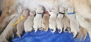 Puiuți de Golden Retriever  - imagine 3