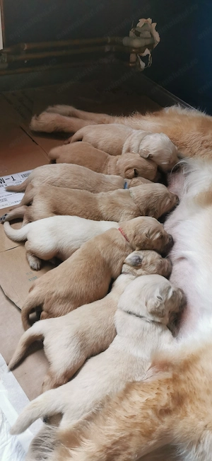 Puiuți de Golden Retriever 