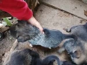 5 catele si 3 catei melinois belgian