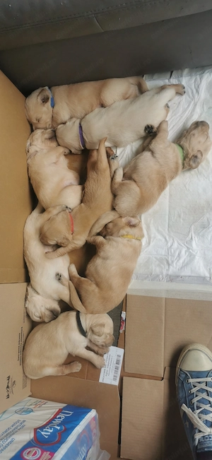 Puiuți de Golden Retriever  - imagine 4