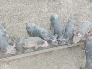 Porc de vanzare - imagine 3