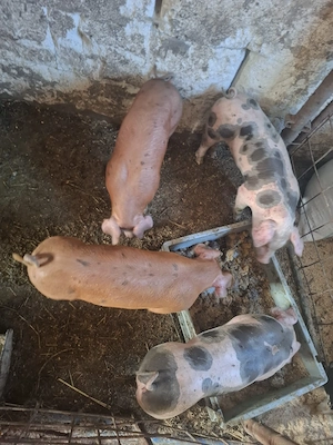 disponibil purci duroc pietran - imagine 3