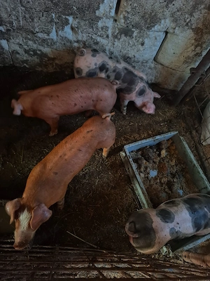 disponibil purci duroc pietran - imagine 2