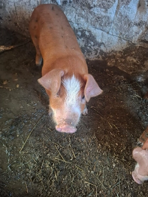 disponibil purci duroc pietran - imagine 4