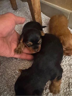 Yorkshire Terrier