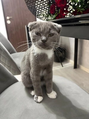 Pui pisica Scottish Fold 3 luni - imagine 3