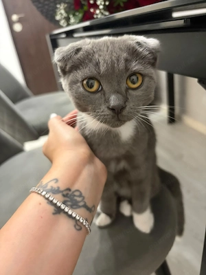 Pui pisica Scottish Fold 3 luni - imagine 2