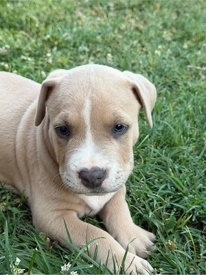 Pui de American Bully  - imagine 3