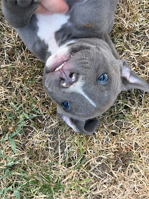 Pui de American Bully  - imagine 5