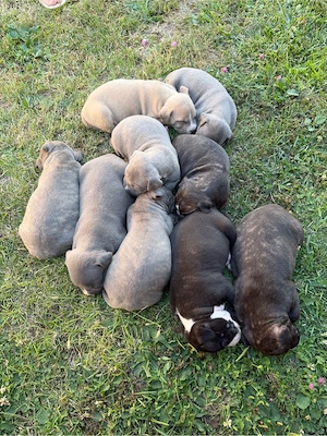 Pui de American Bully 
