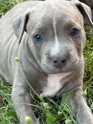 Pui de American Bully  - imagine 2