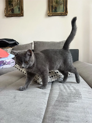pisici Scottish fold si british shorthair - imagine 3