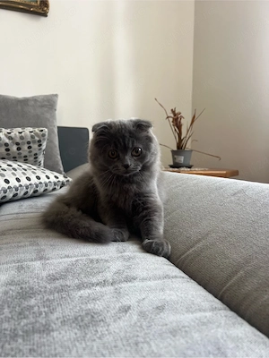 pisici Scottish fold si british shorthair