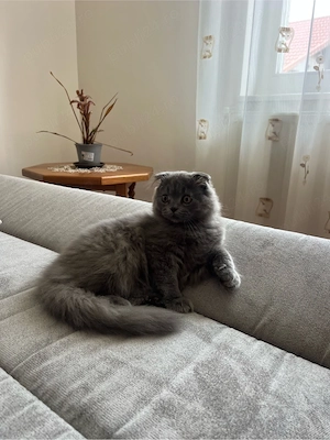 pisici Scottish fold si british shorthair - imagine 5