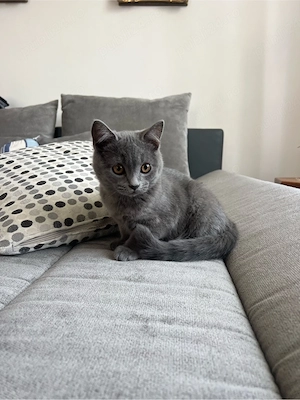 pisici Scottish fold si british shorthair - imagine 4