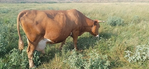 Vând vaca și vitea