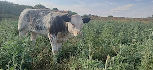 Vând vaca și vitea - imagine 2