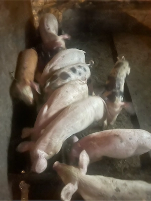 purcei disponibili