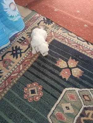 vând pui bichon  - imagine 4