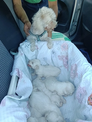 pui bichon 