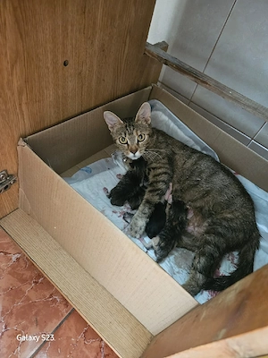 Donație pisicuți