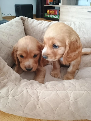 Pui de cocker spaniel de rasă pură  - imagine 4