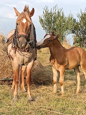 Iapă cu mânz de vânzare.