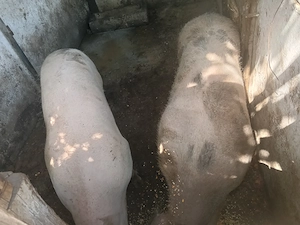 Vând 2 porci ,1 mascul și o purcea 