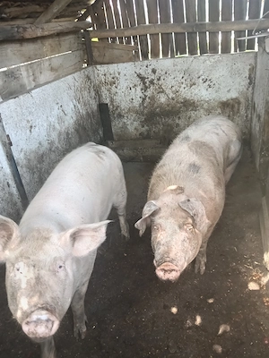 Vând 2 porci ,1 mascul și o purcea  - imagine 2
