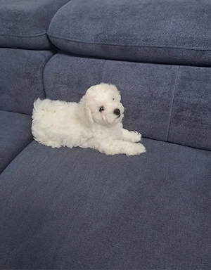 Pui Bichon frise  - imagine 2