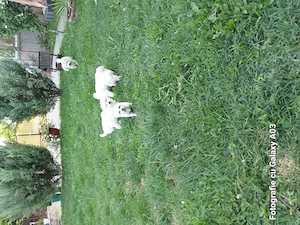 Căței bichon de vanzare, 3 băieței și o fetiță, au mai rămas.van - imagine 4